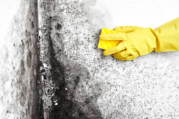 Best Professional Mold Removal  in Coalgate, OK