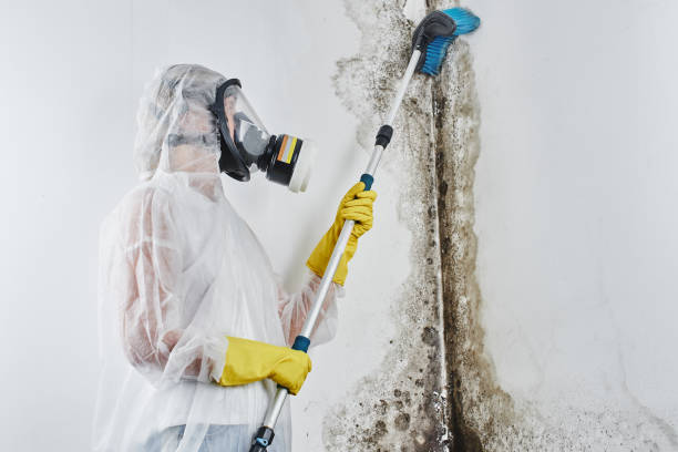 Best Best Mold Removal Companies  in Coalgate, OK