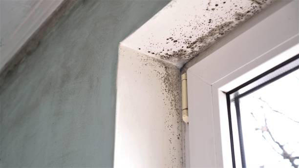 Mold Testing and Removal in Coalgate, OK