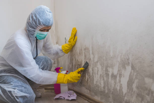 Best Local Mold Removal Service  in Coalgate, OK