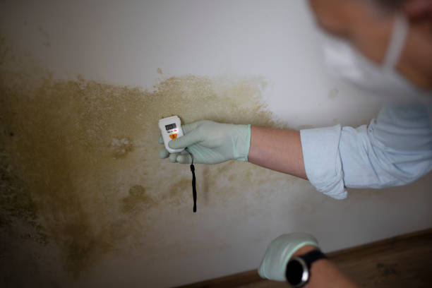Best Mold Removal Company Near Me  in Coalgate, OK
