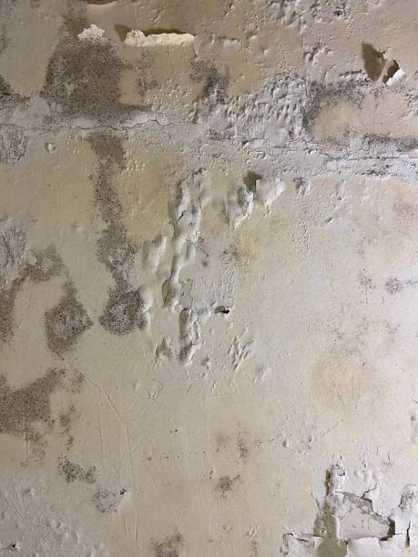 Mold Removal Process in Coalgate, OK