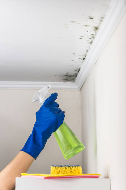 Best Toxic Mold Removal  in Coalgate, OK