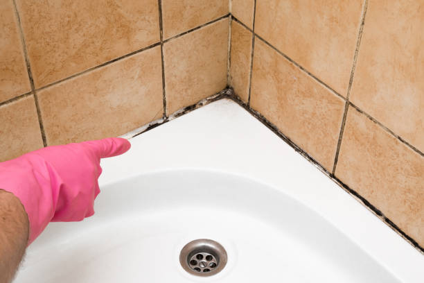 Best Home Mold Removal  in Coalgate, OK